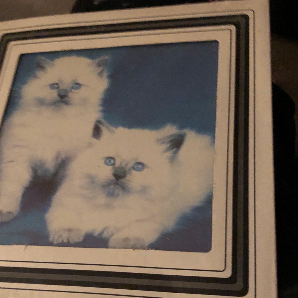 White Cat Art Print